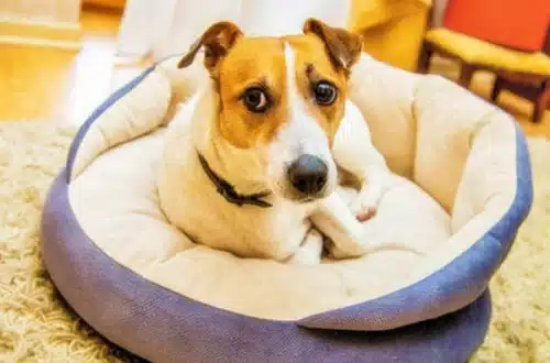 accueillir un chien conseils