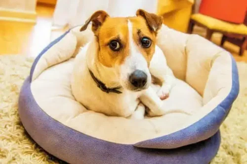 accueillir un chien conseils