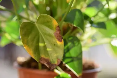 signes mauvaise santé de plante - Feuilles brunes