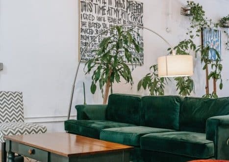 plante intérieur feuilles jaunes
